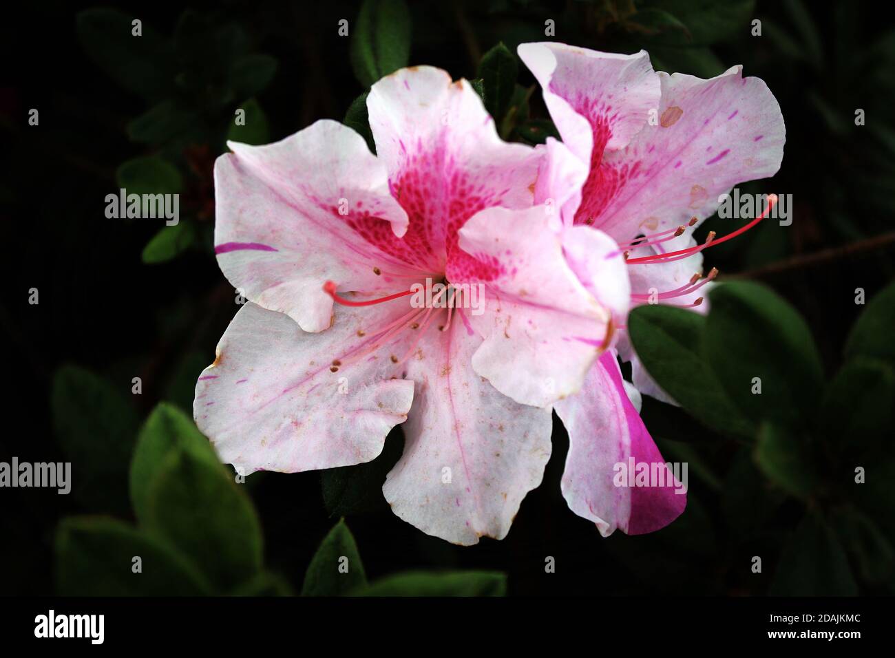 This pair of white and pink azaleas stands out against their soft dark blurred background of green leaves. Stock Photo