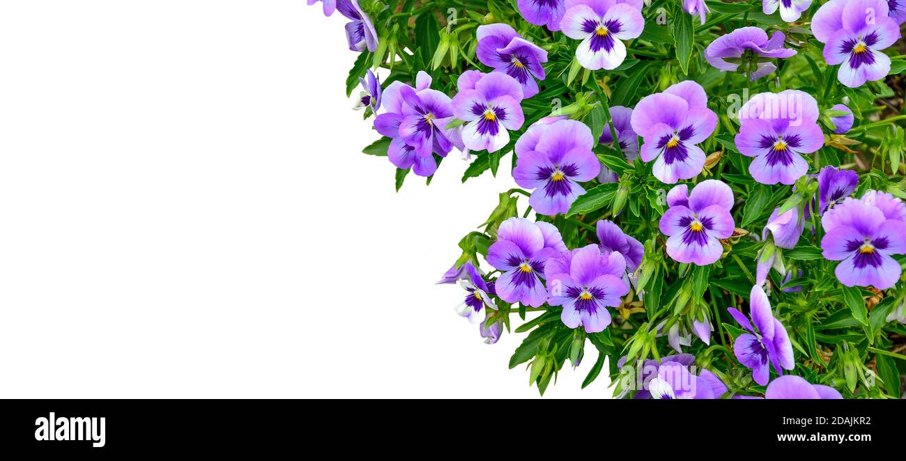 Beautiful spring or summer floral border - purple Violets or pancy flowers close up on white background isolated with copy space. Greeting card templa Stock Photo