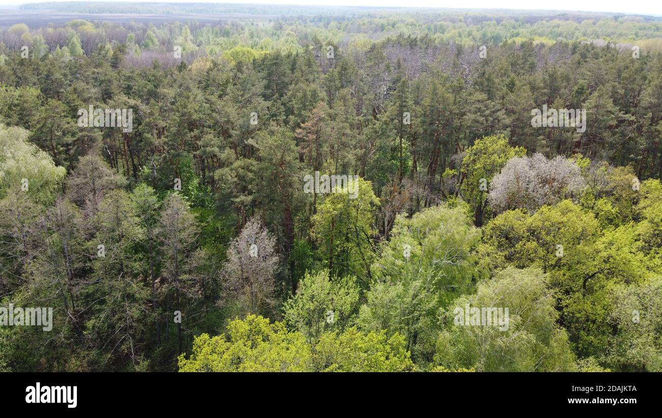 European forest, aerial view. Forest landscape in spring. Stock Photo