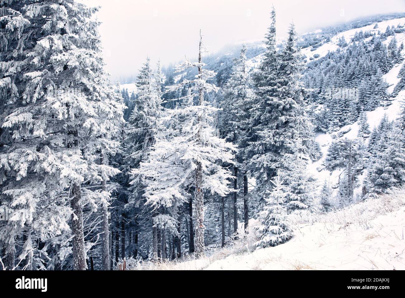 snow covered pine trees amazing winter background Stock Photo - Alamy
