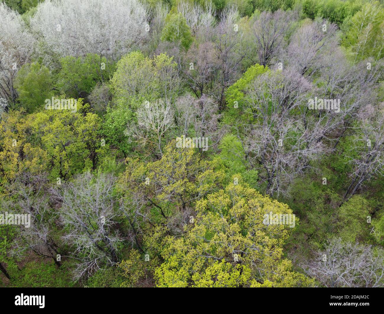 A variety of trees in the spring forest, aerial view. Forest of temperate climatic zone. Stock Photo