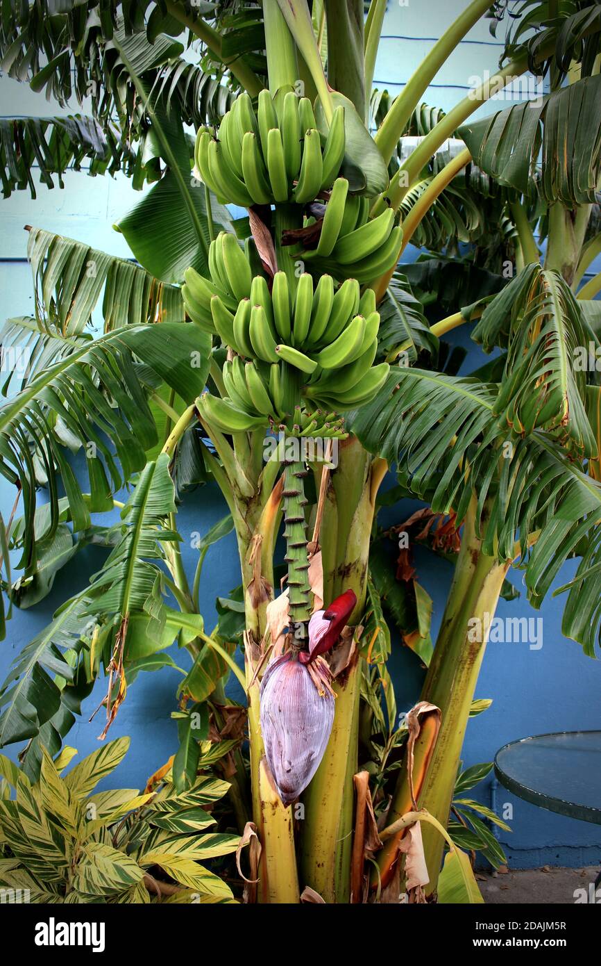 Native to Louisiana, this banana tree is almost ready to harvest Stock ...