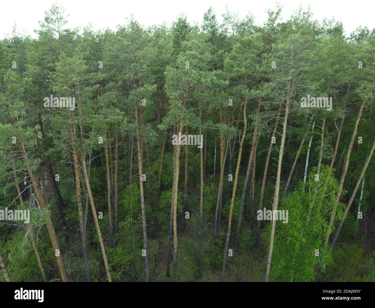 Tall trees in coniferous forest hi-res stock photography and images - Alamy