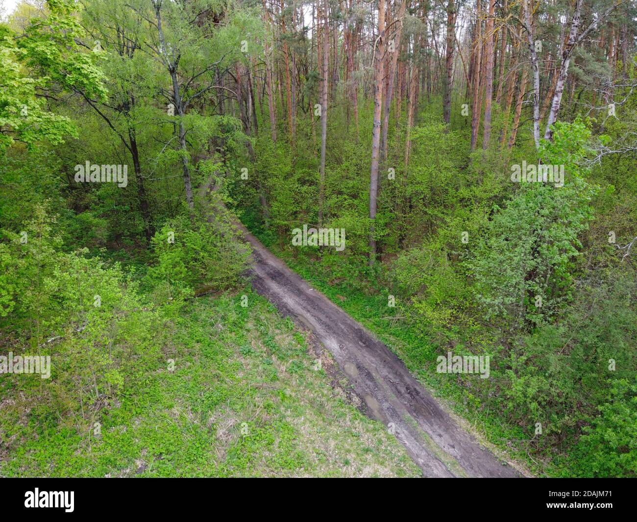 Dirt road among trees in spring forest, aerial view Stock Photo - Alamy