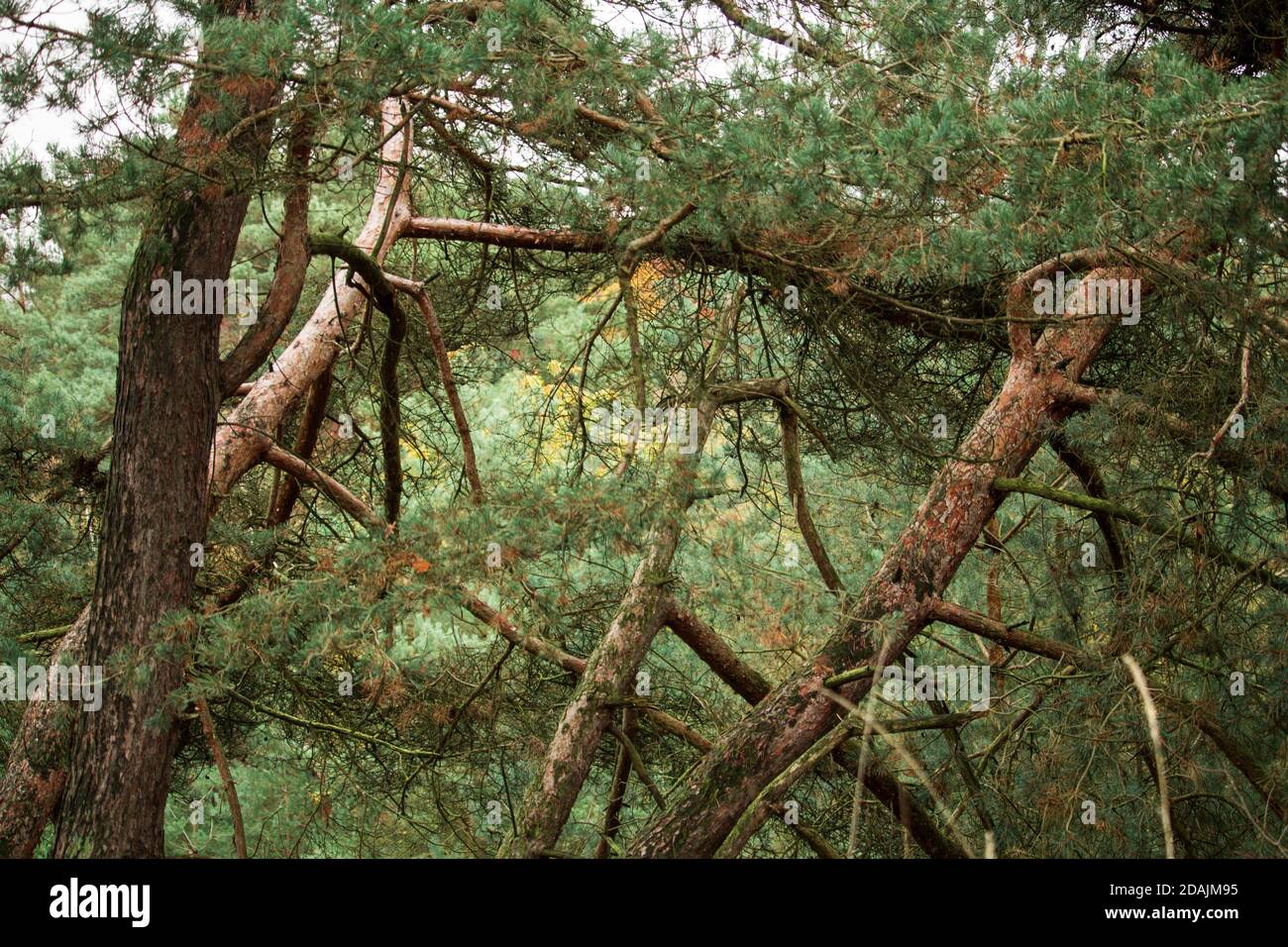 Trees in park closeup hi-res stock photography and images - Alamy