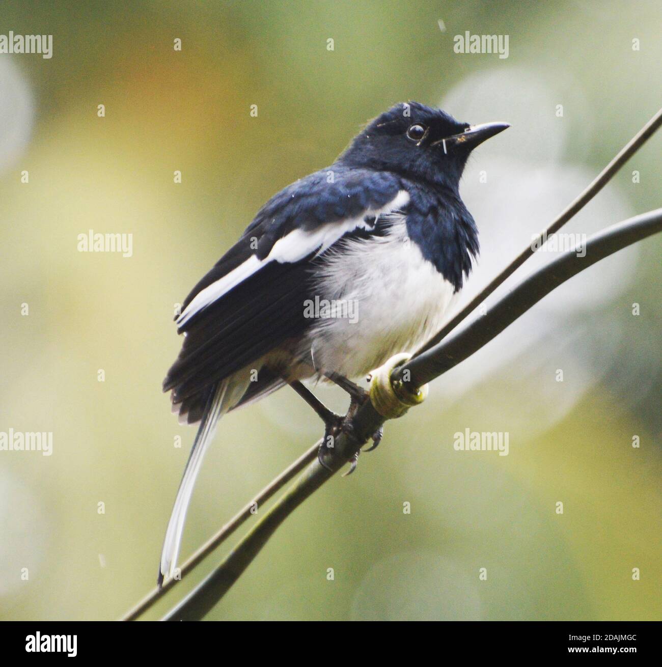 Magpie Robin-Long tailed  passerine Stock Photo