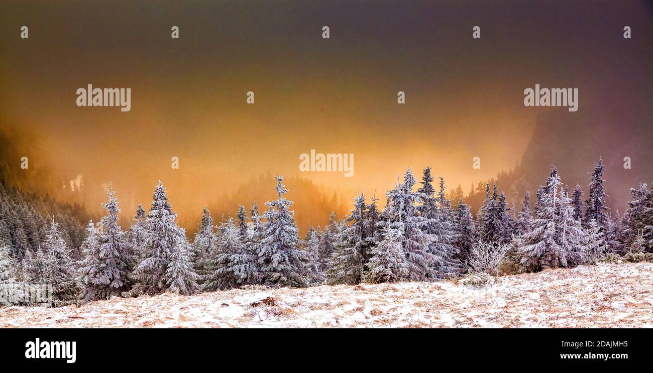 snow covered pine trees amazing winter background Stock Photo - Alamy