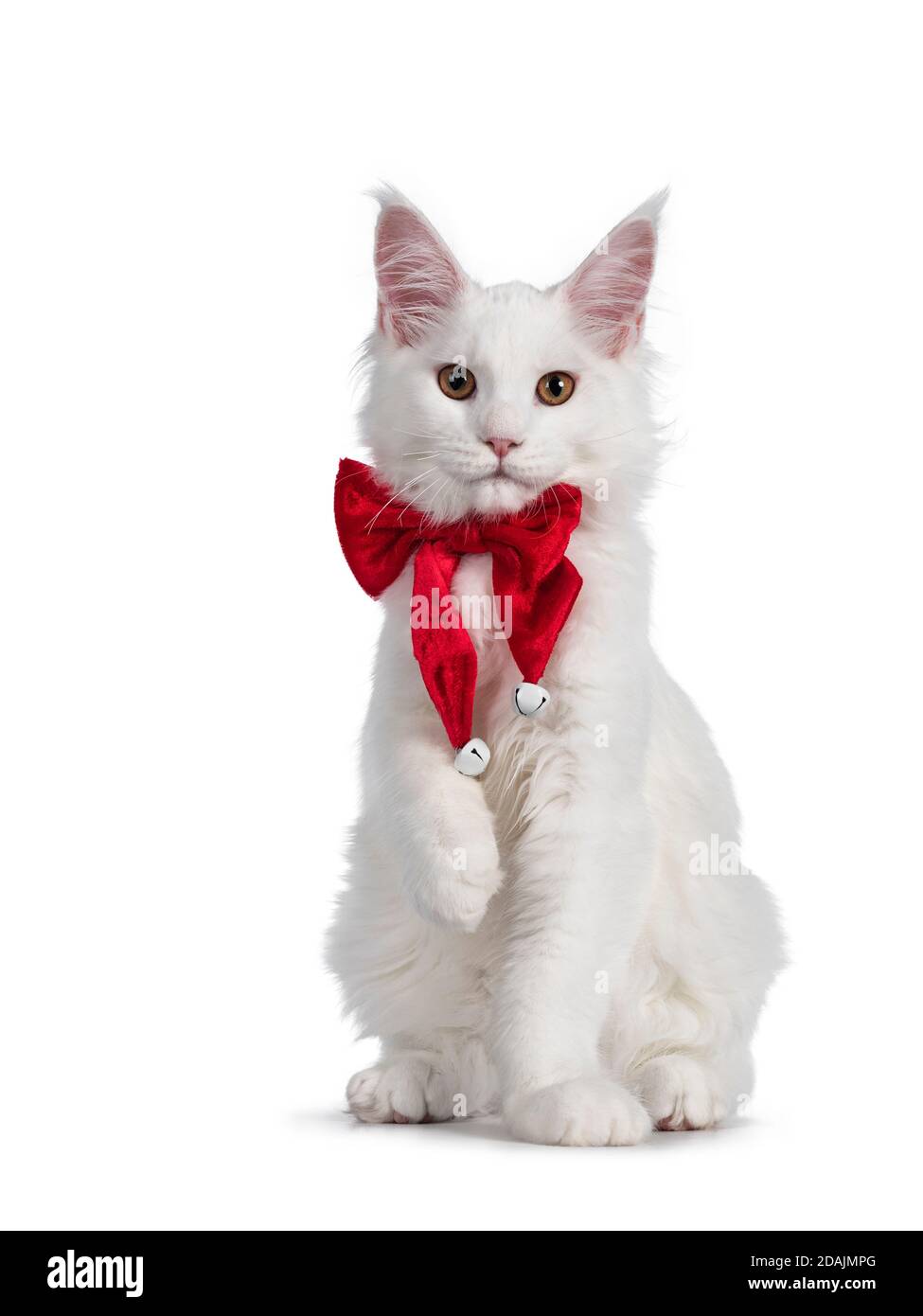 adorable solid white Maine Coon cat kitten, sitting up facing front wearing  a red bow tie with bells. Looking towards camera. isolated on white backgr  Stock Photo - Alamy, image size:975x1390