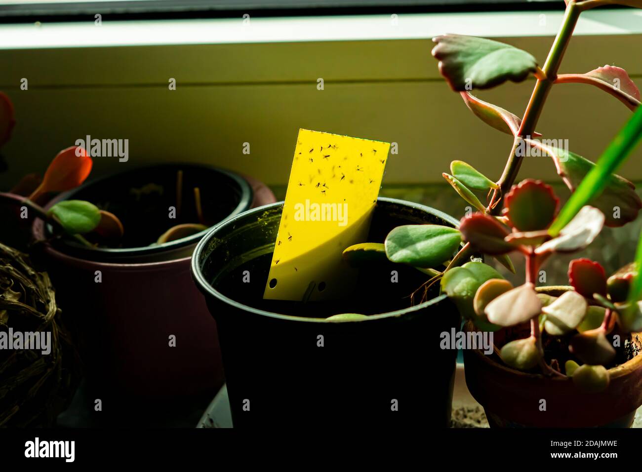 yellow sticky trap in a houseplant pot Stock Photo