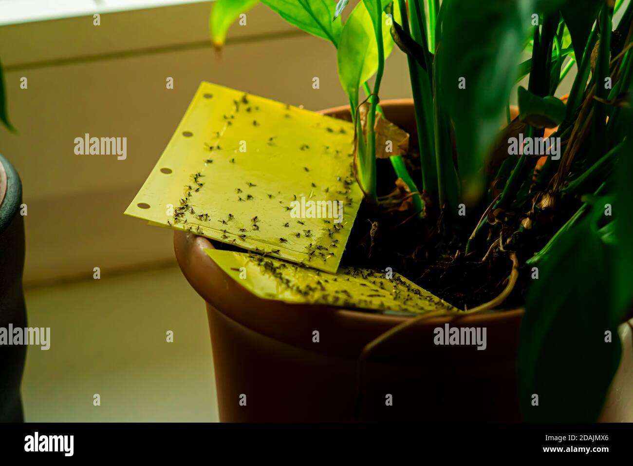 yellow sticky trap in a houseplant pot Stock Photo