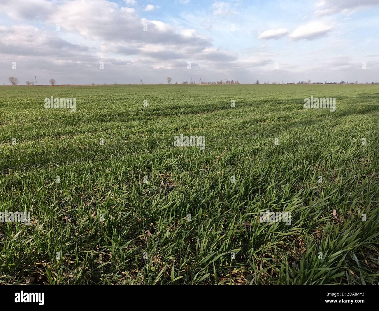 Spring Wheat Field Sprouts of wheat. Wheat field in the spring. Landscape Stock Photo - Alamy