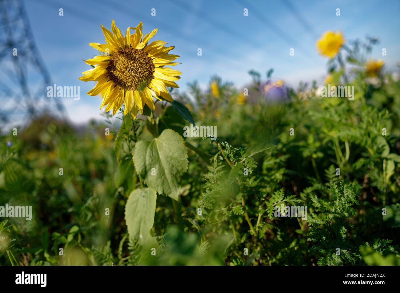 Sunflowers cologne discount