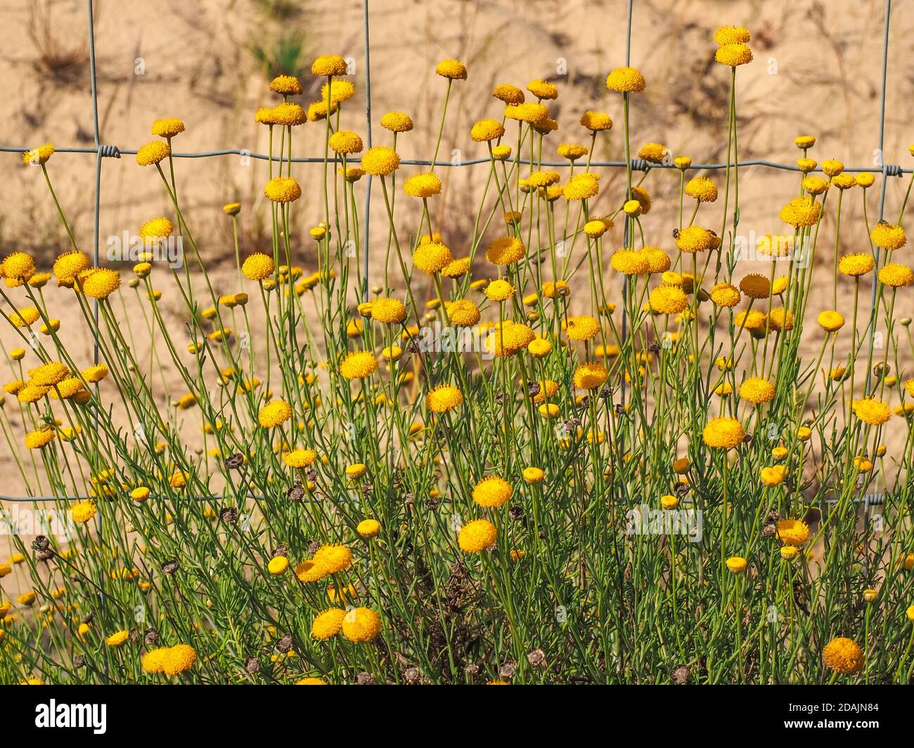 Oncosiphon grandiflorum or Matricaria yellow flowers without petals, golden buttons no ray. Herbaceous, flowering plant of the aster family Asteraceae Stock Photo