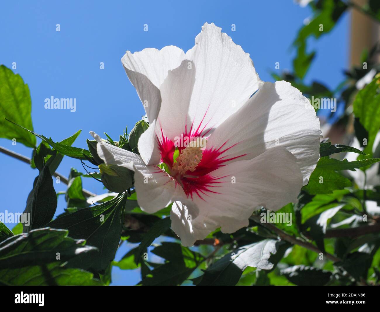 Chinese hibiscus or rose mallow flower. Hibiscus Rosa Sinensis blossom with creamy white petals and burgundy center. Hawaiian or Chinese rose bloom. Stock Photo