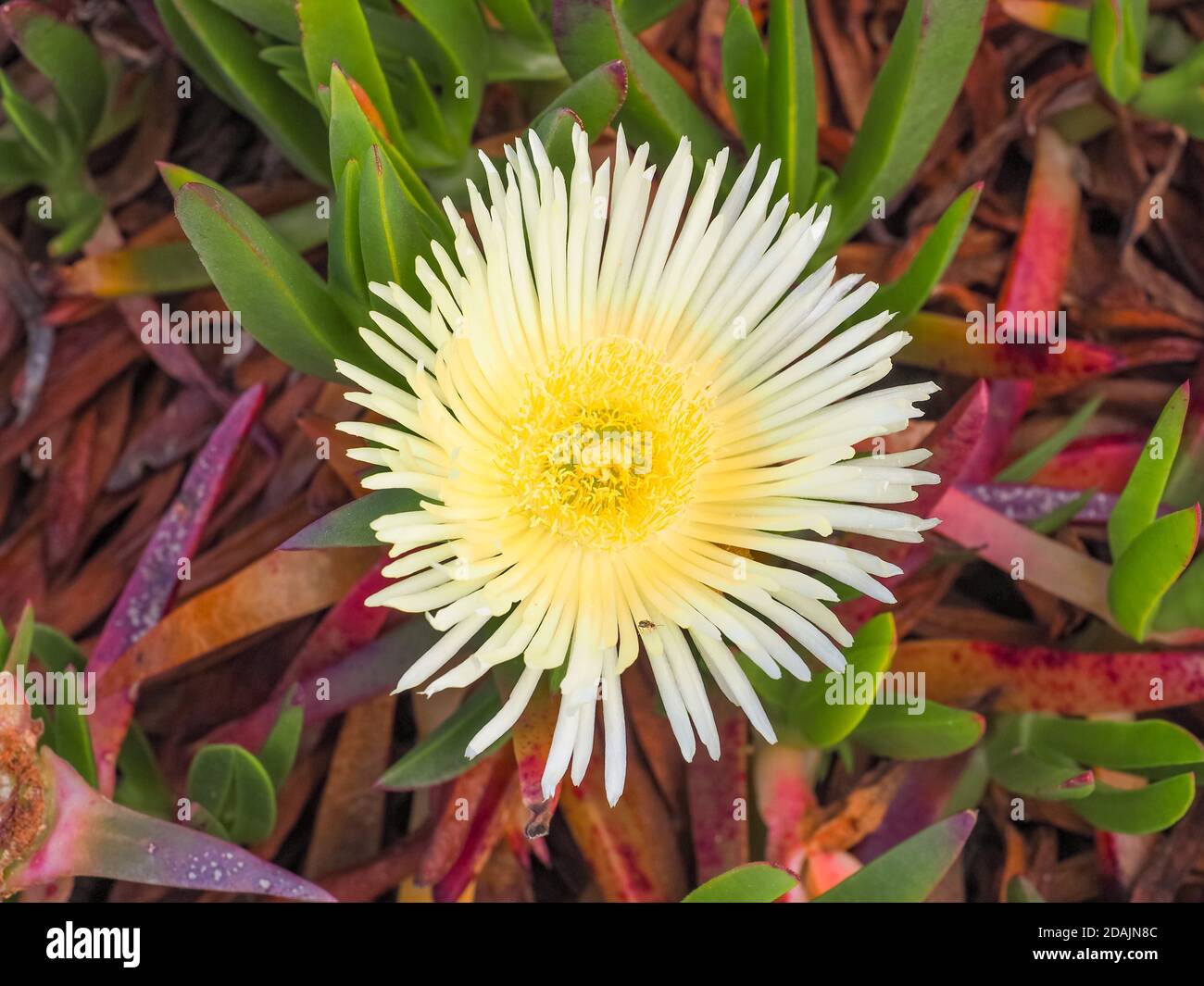 Carpobrotus edulis, light yellow flowering sea fig blossom and green succulent foliage. Ice plant is ground creeping plant in the family Aizoaceae. Stock Photo