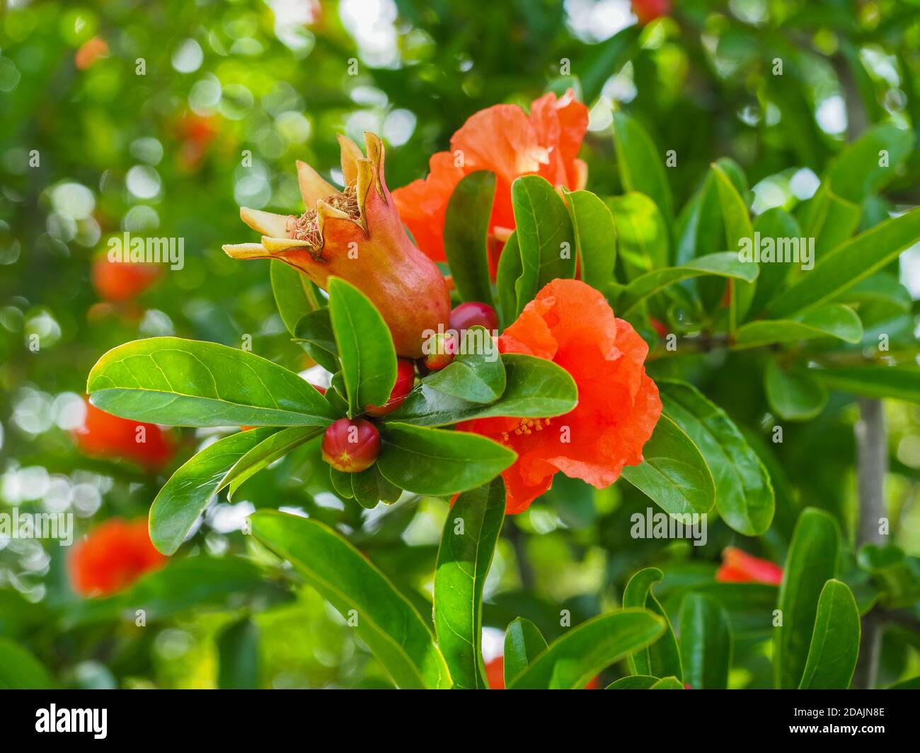 Punica granatum or red pomegranate branch, fresh flowers. Pomegranate is a fruit-bearing deciduous shrub in the family Lythraceae, subfam. Punicoideae Stock Photo