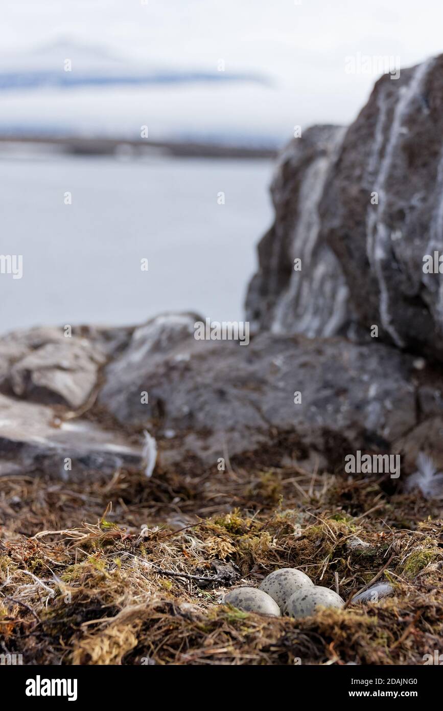 Bird nest with eggs Stock Photo