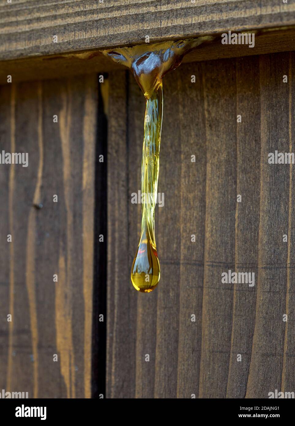dripping resin from a wooden board, a drop of resin Stock Photo