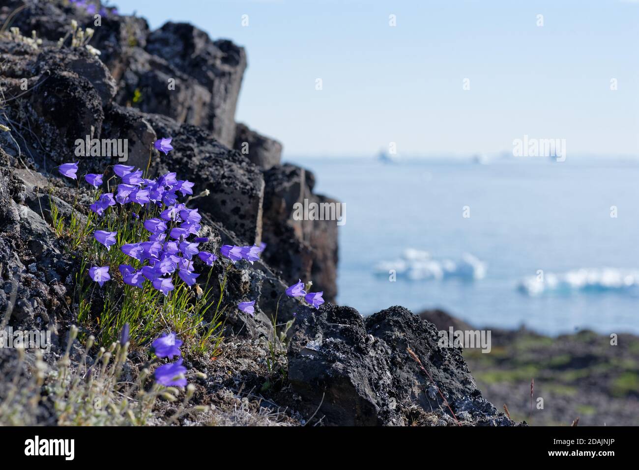 Harebell in Greenland Stock Photo