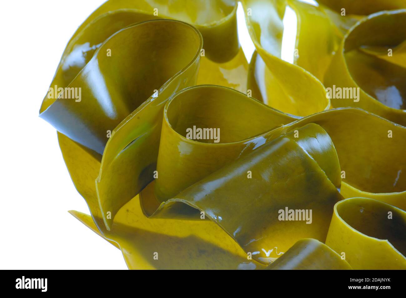edible seaweed on white background Stock Photo Alamy