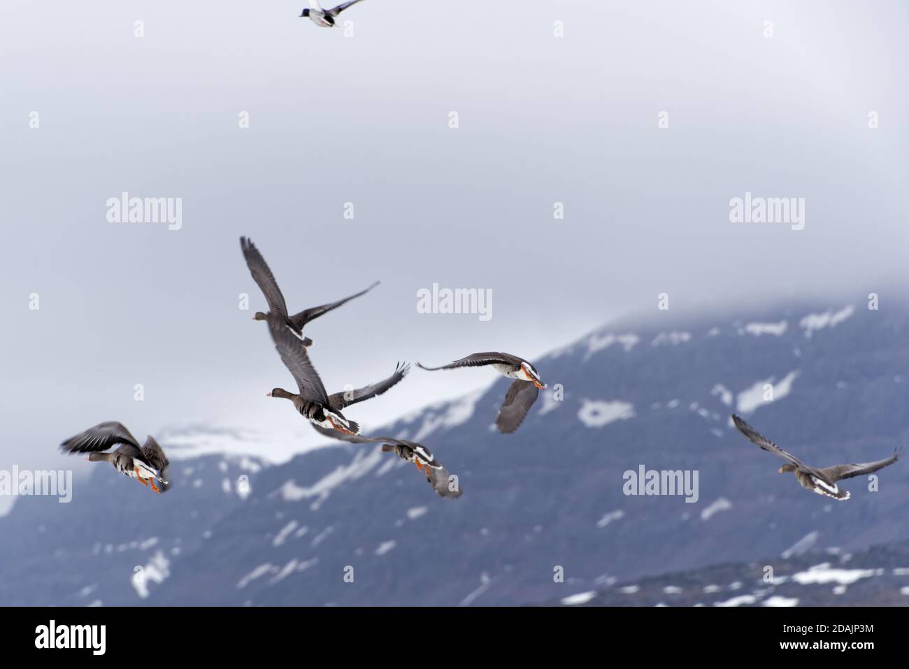 Greater White-fronted Goose Stock Photo
