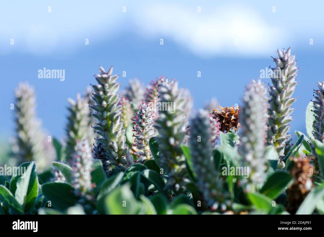 flowering arctic salix Stock Photo