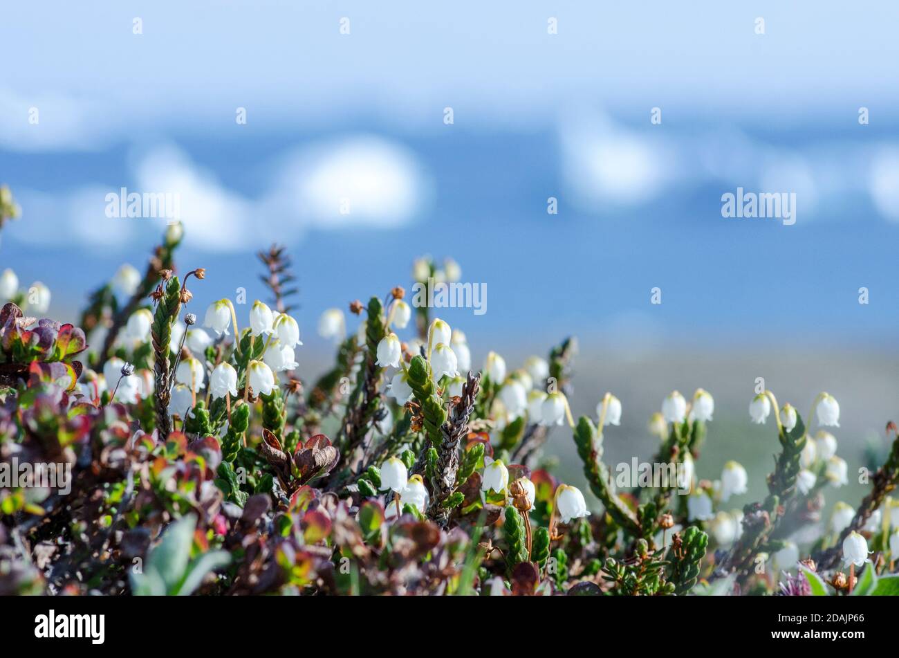 flowers and icebergs Stock Photo