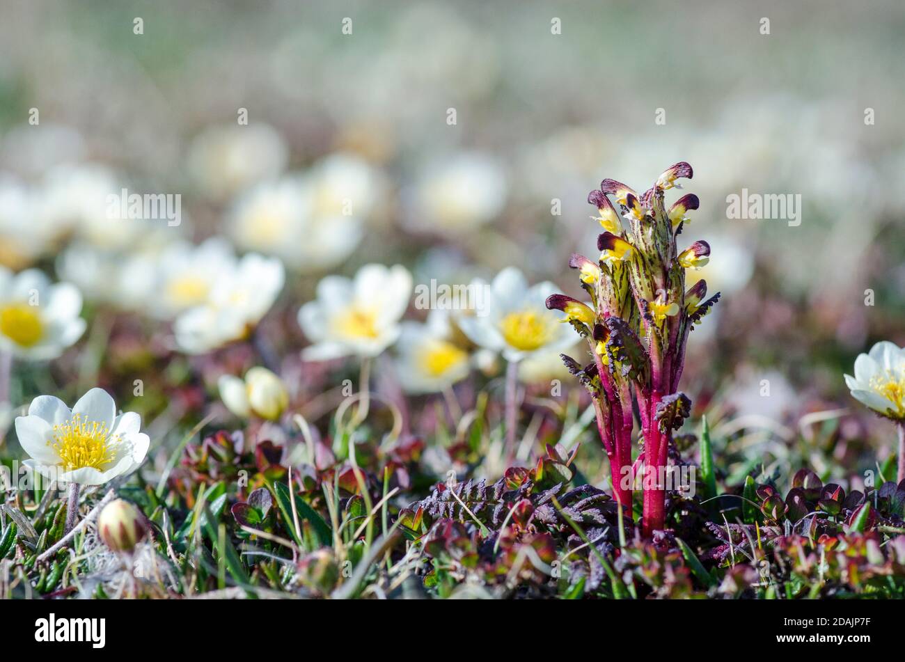 Flowering Flame-tipped Lousewort Stock Photo