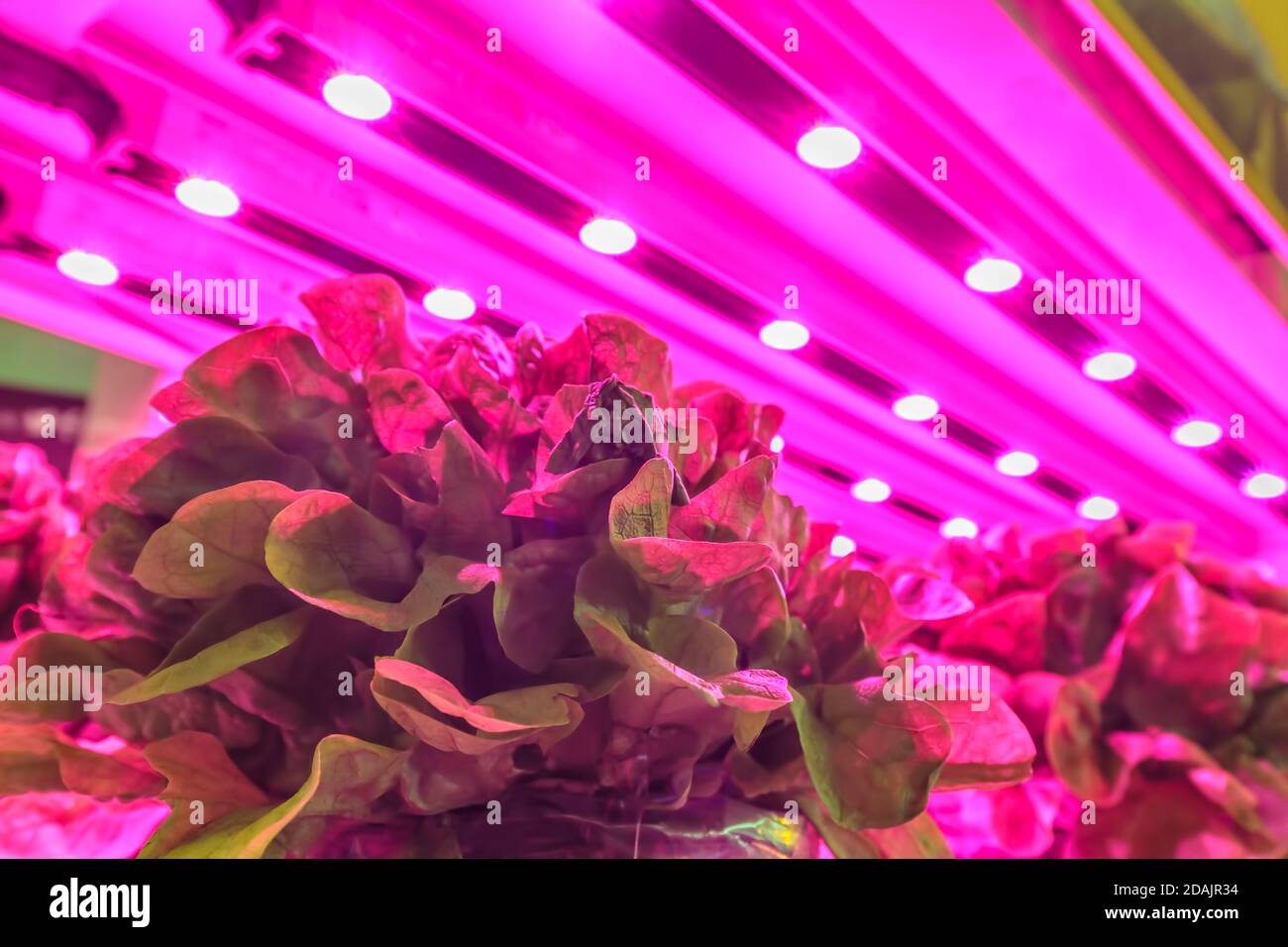 LED lighting used to grow lettuce inside a warehouse without the need for sunlight Stock Photo