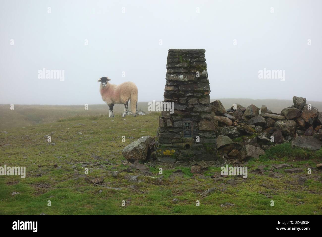 Sheep, Stone Triangulation Point & Pile of Stones on the Summit Wainwright 'Clough Head' Lake District National Park, Cumbria, UK, Stock Photo