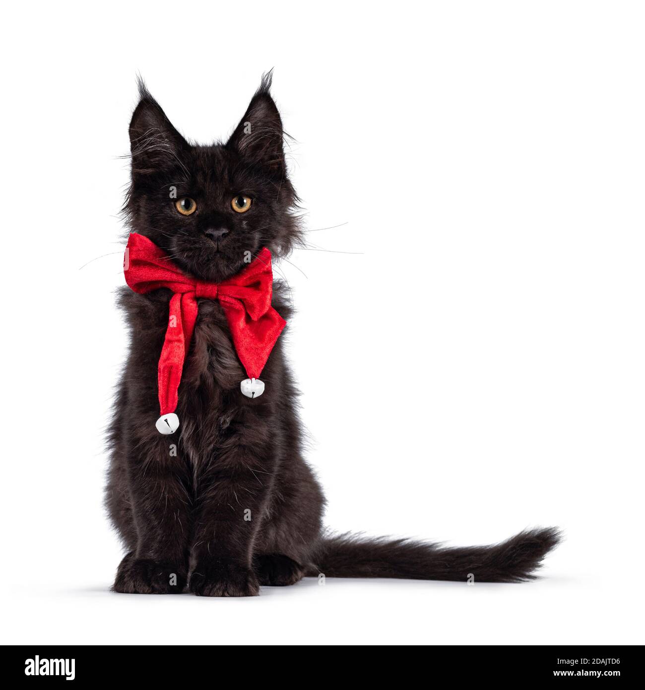 Black Velvet Cat Collar with Bow tie