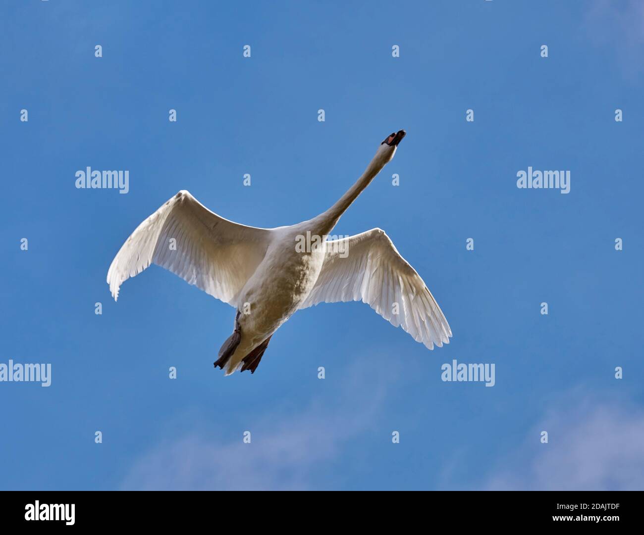 Mute Swan in flight.  West Molesey, Surrey, England. Stock Photo