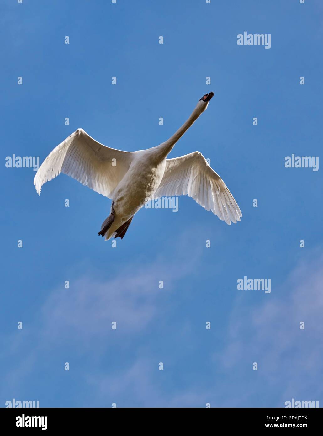 Mute Swan in flight.  West Molesey, Surrey, England. Stock Photo
