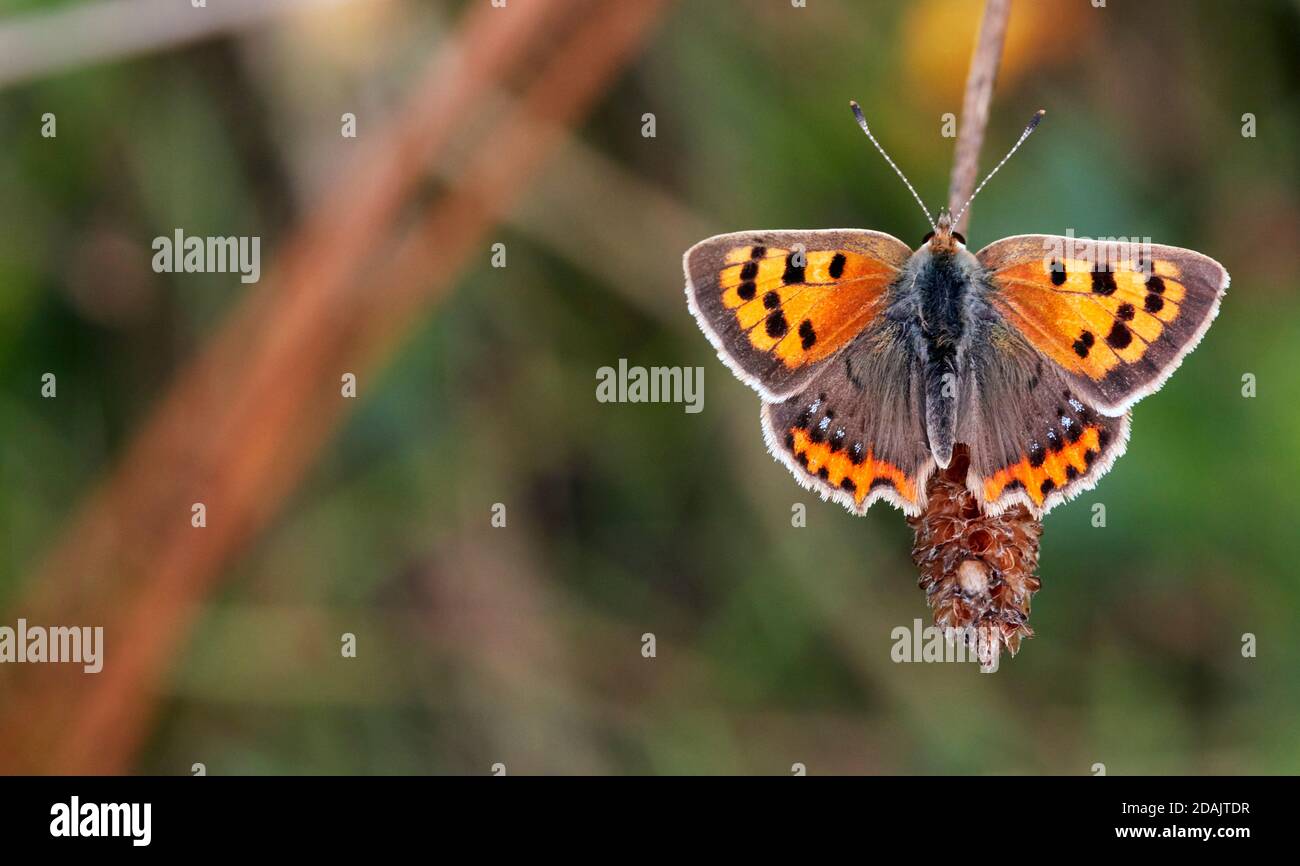 Small Copper form caeruleopunctata. Hurst Meadows, East Molesey, Surrey, England. Stock Photo