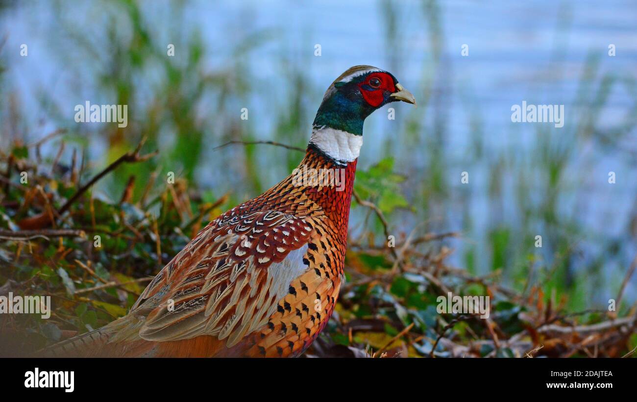 A male Pheasant near the waterside Stock Photo