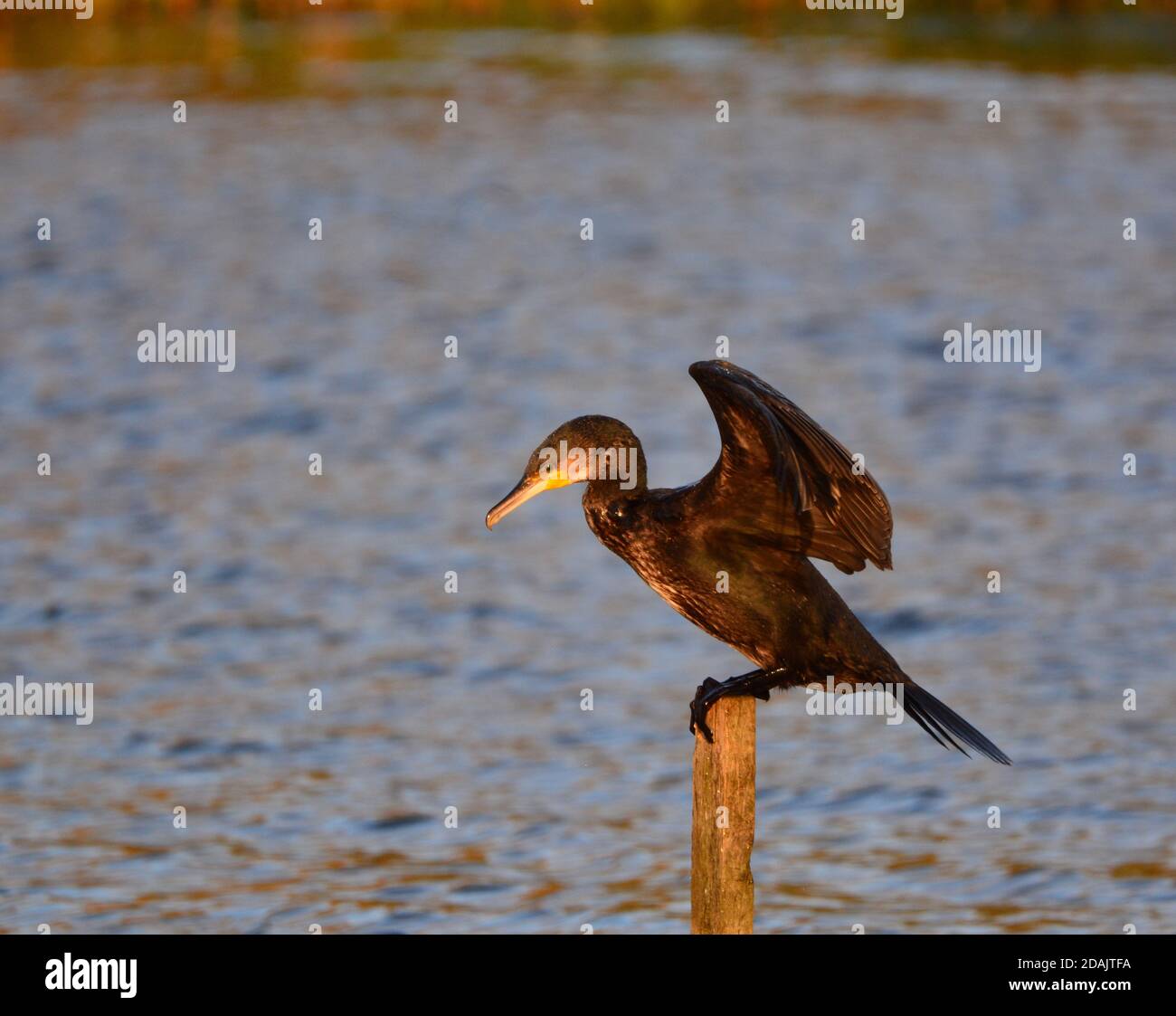 Adult Cormorant drying its wings in the sunshine Stock Photo