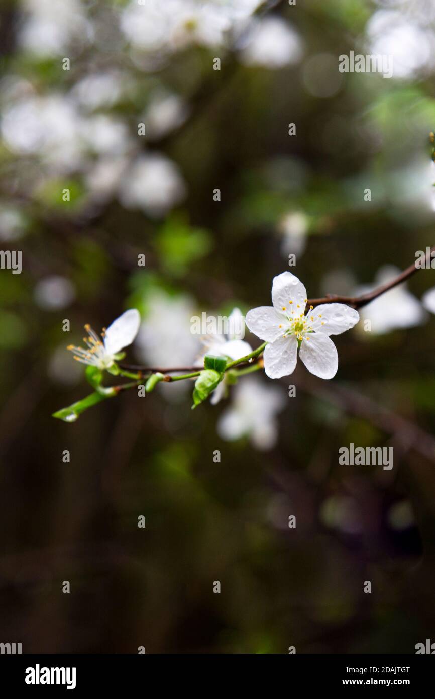 Beautiful flowering Japanese cherry Sakura. Background with flowers