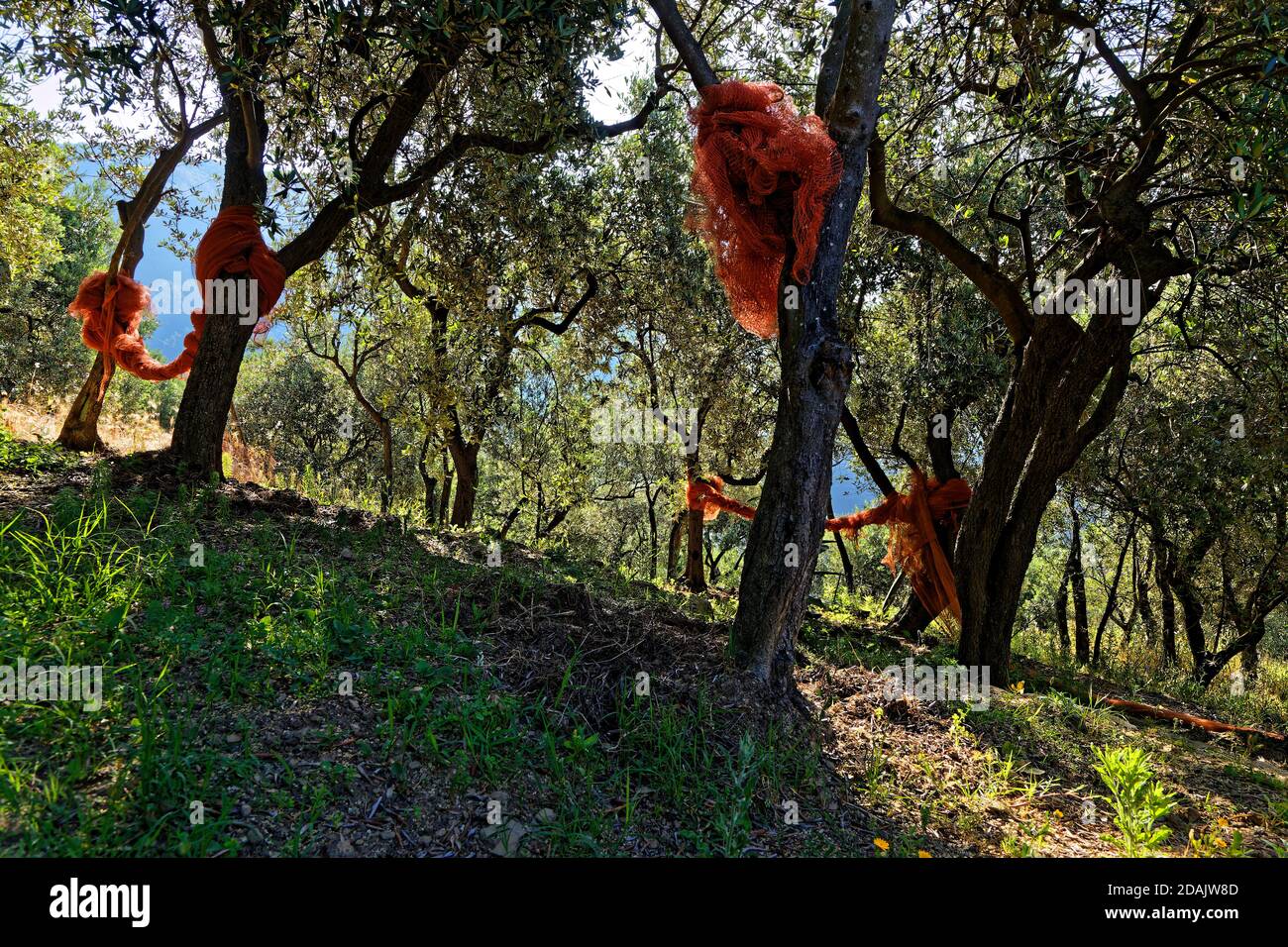 Standing field of olive trees with nests for harvest in Volastra, Cinque Terre National Park Stock Photo