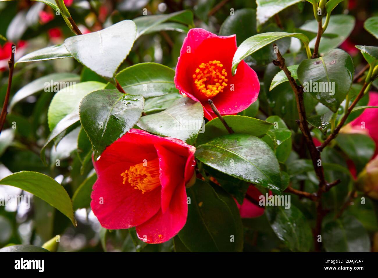 Close-up of a red Camellia freedom bell Japanese Camellia with green Leaves. Stock Photo