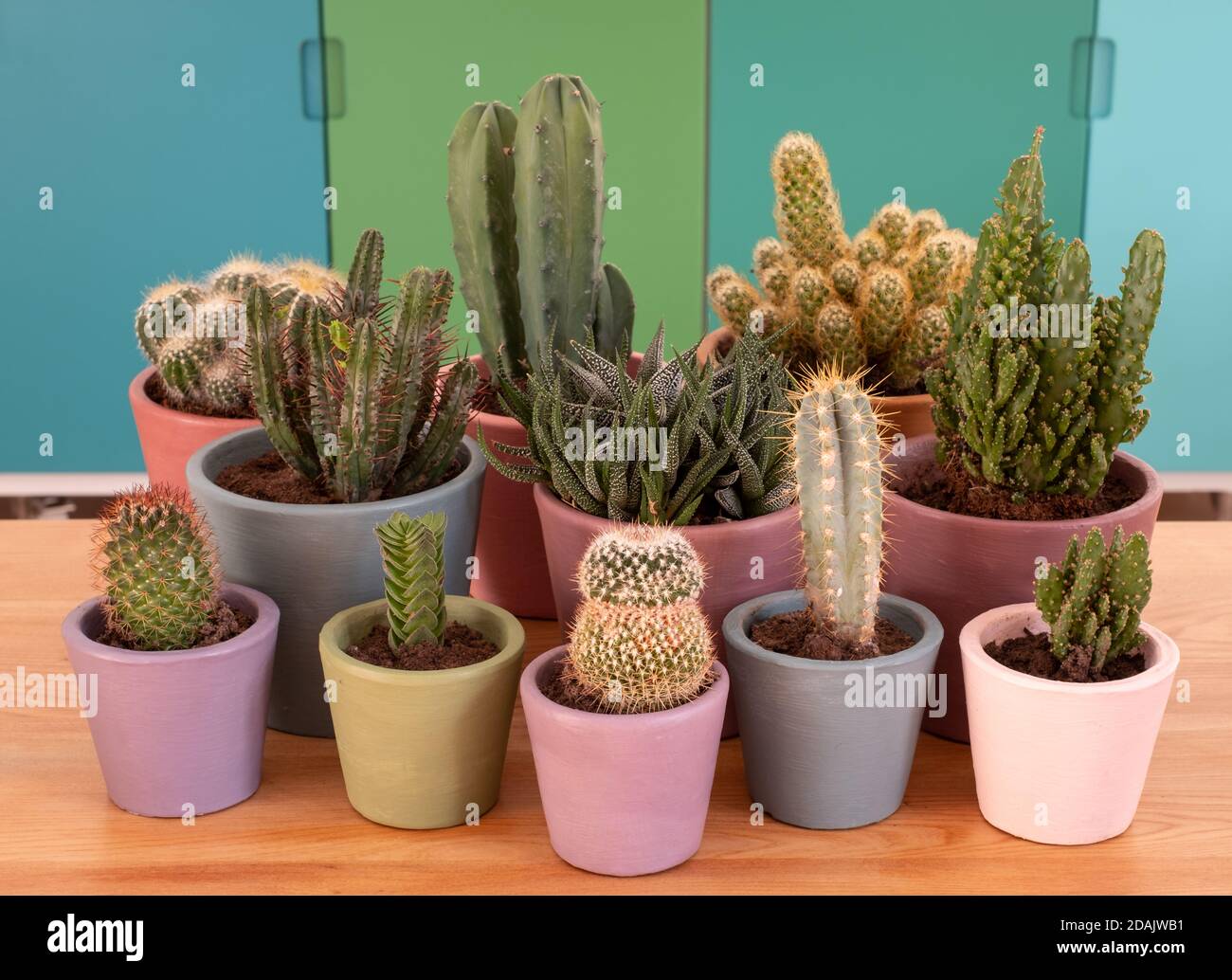 Page 2 Cactus Display High Resolution Stock Photography And Images Alamy