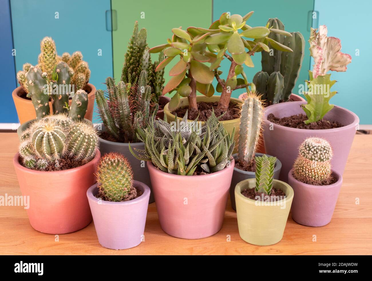 Colourful cactus and succulent plant pots, hand painted in Annie Sloan