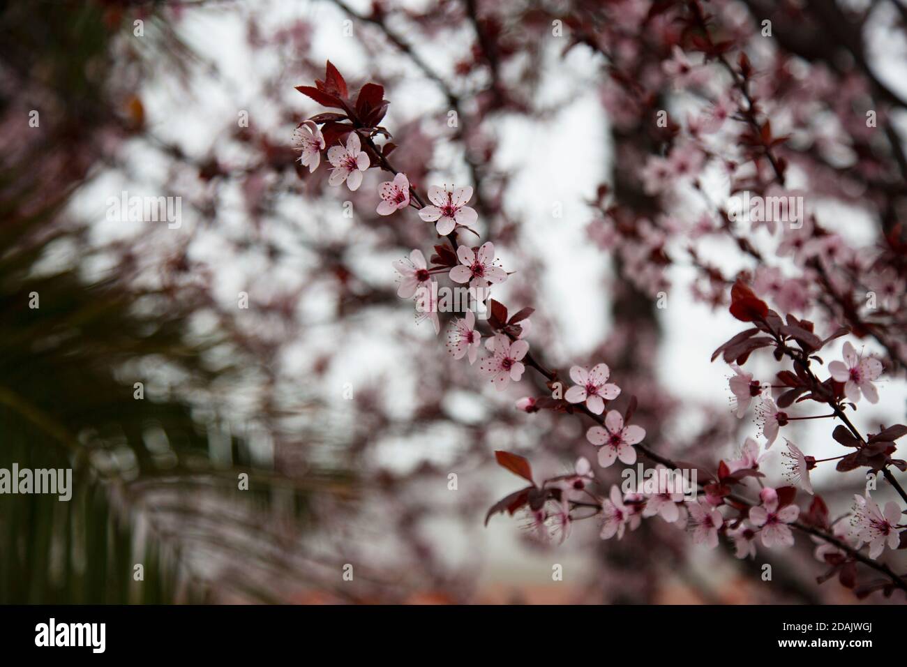 Beautiful flowering Japanese cherry Sakura. Background with flowers