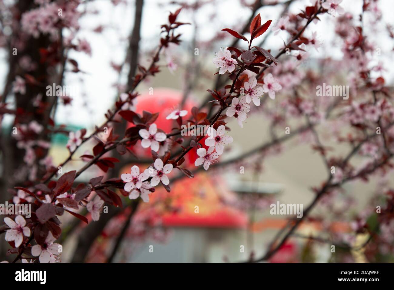 Beautiful flowering Japanese cherry Sakura. Background with flowers