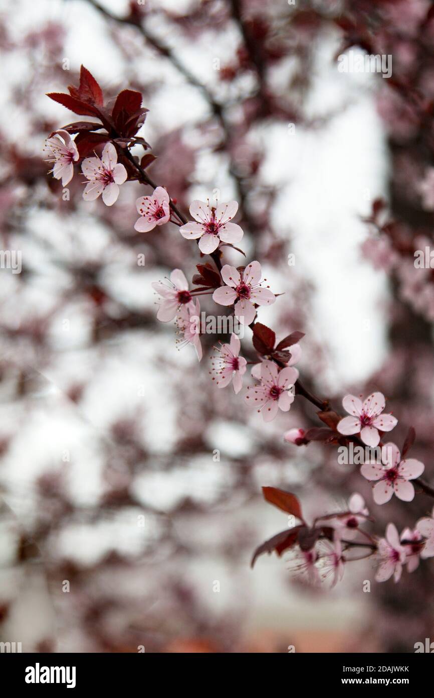 Beautiful flowering Japanese cherry Sakura. Background with flowers
