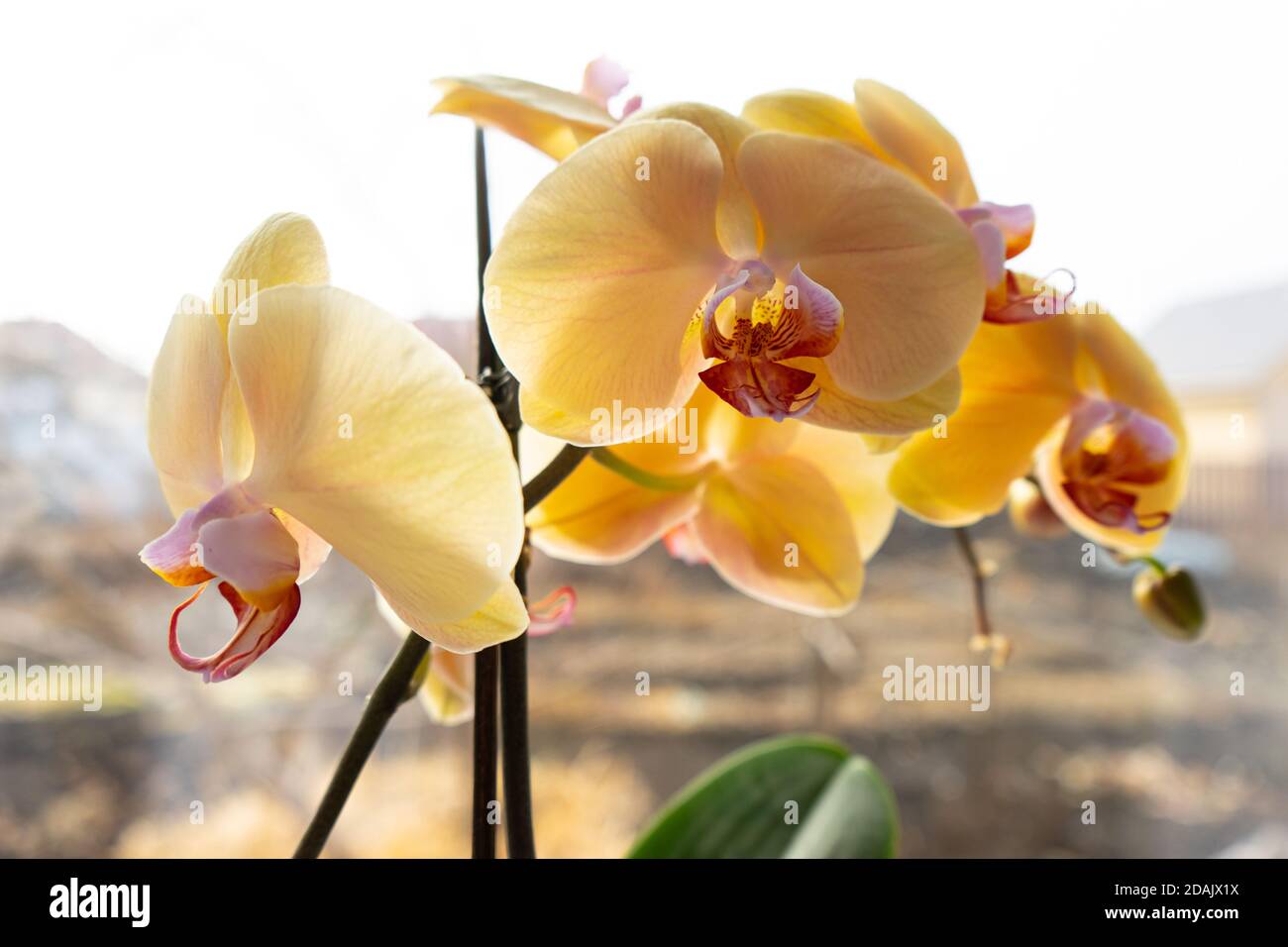 yellow orchid in a pot on a windowsill. Close up view of a  home blooming orchid flower on a sunny day Stock Photo