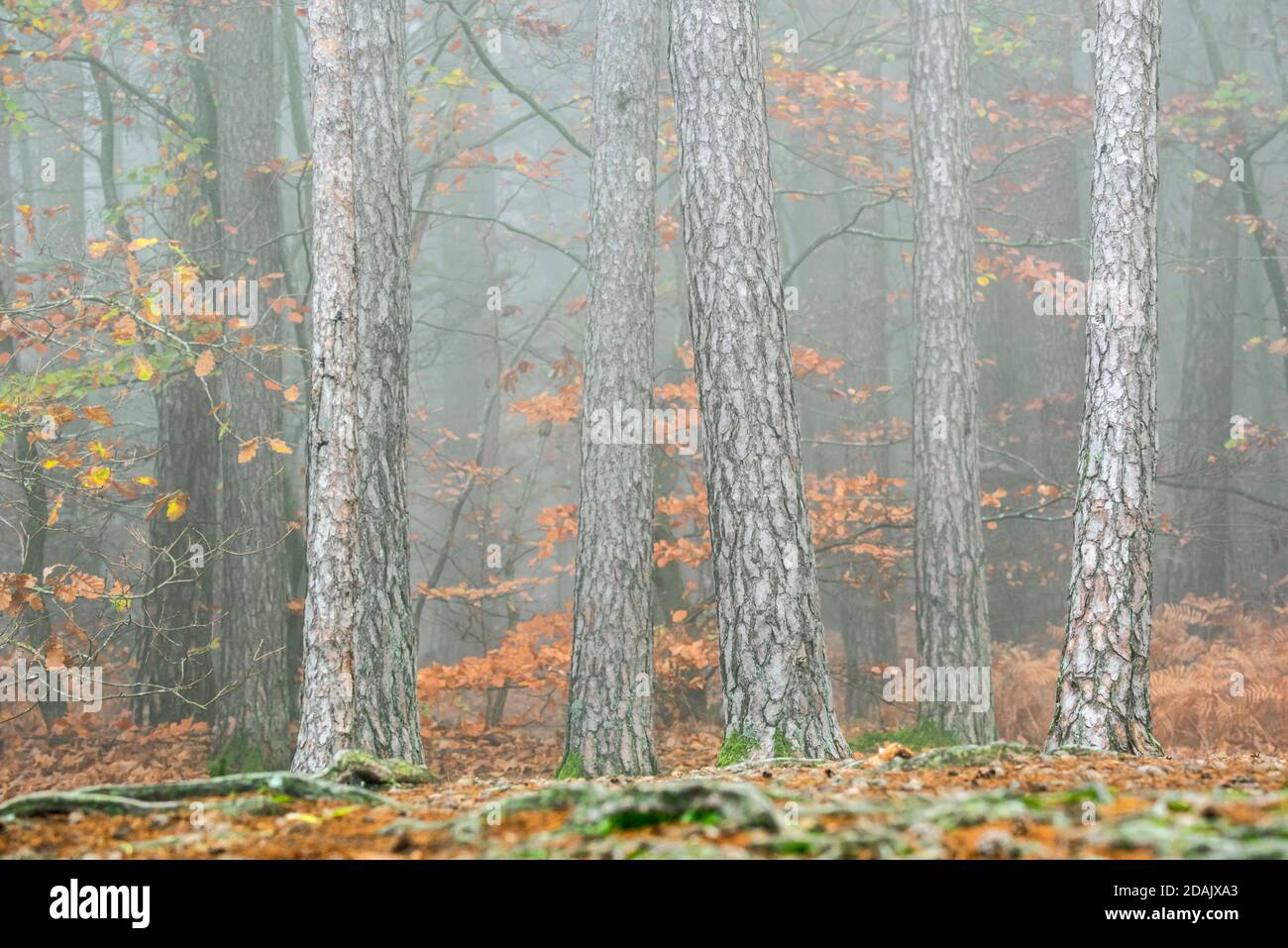 Tree trunks of beech trees and pines in mixed forest covered in mist in autumn / fall Stock Photo