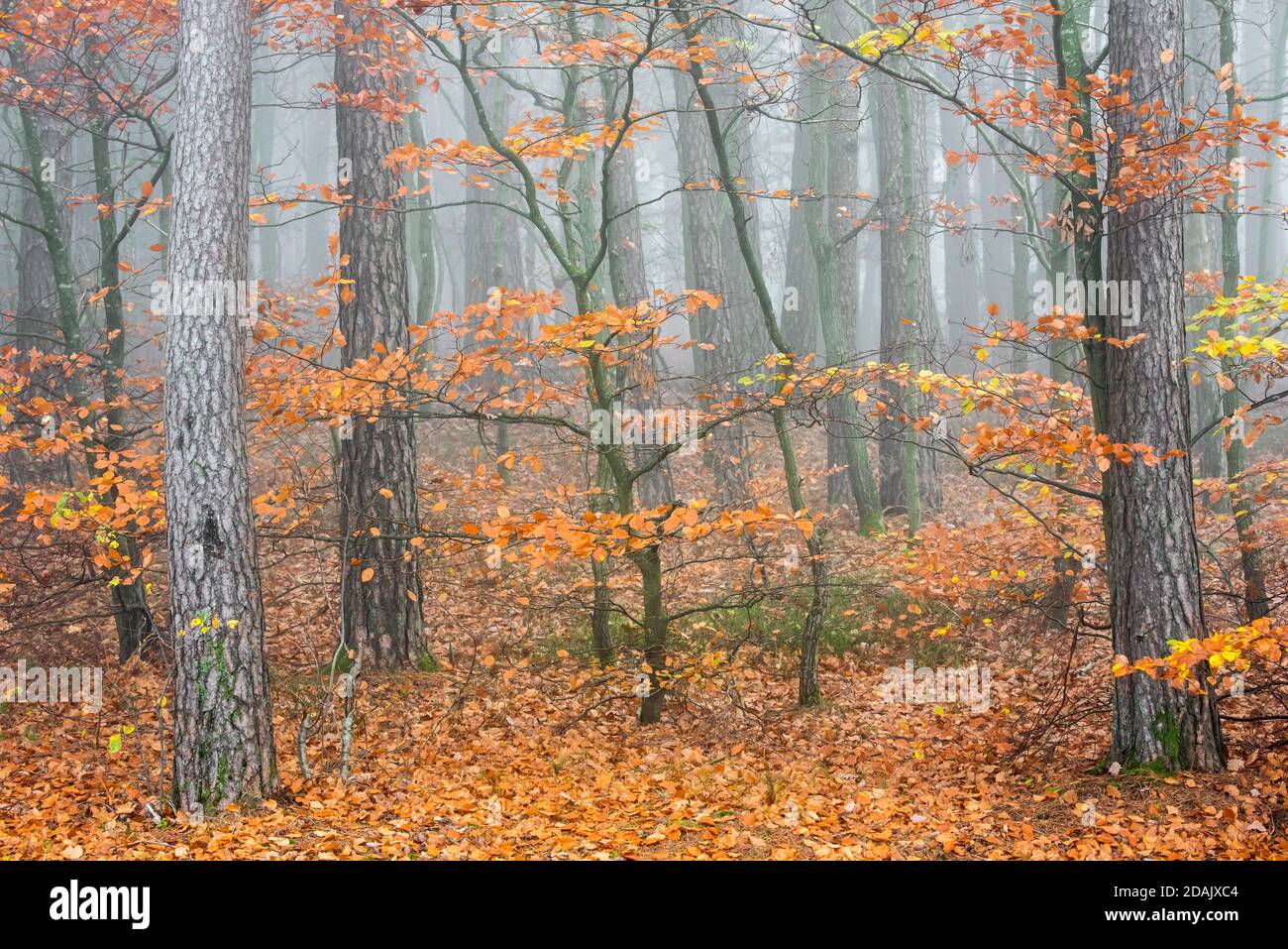 Tree trunks of beech trees and pines in mixed forest covered in mist in autumn / fall Stock Photo