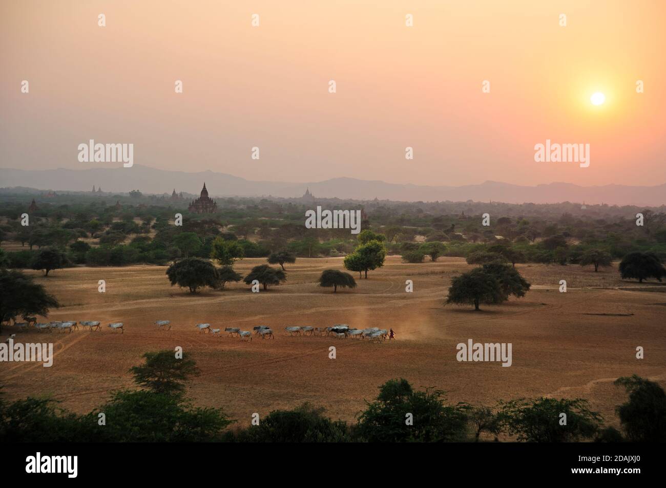 A Burmese farmer drving his cattle across the dusty temple studded Bagan plain in central Myanmar as the sun goes down Stock Photo