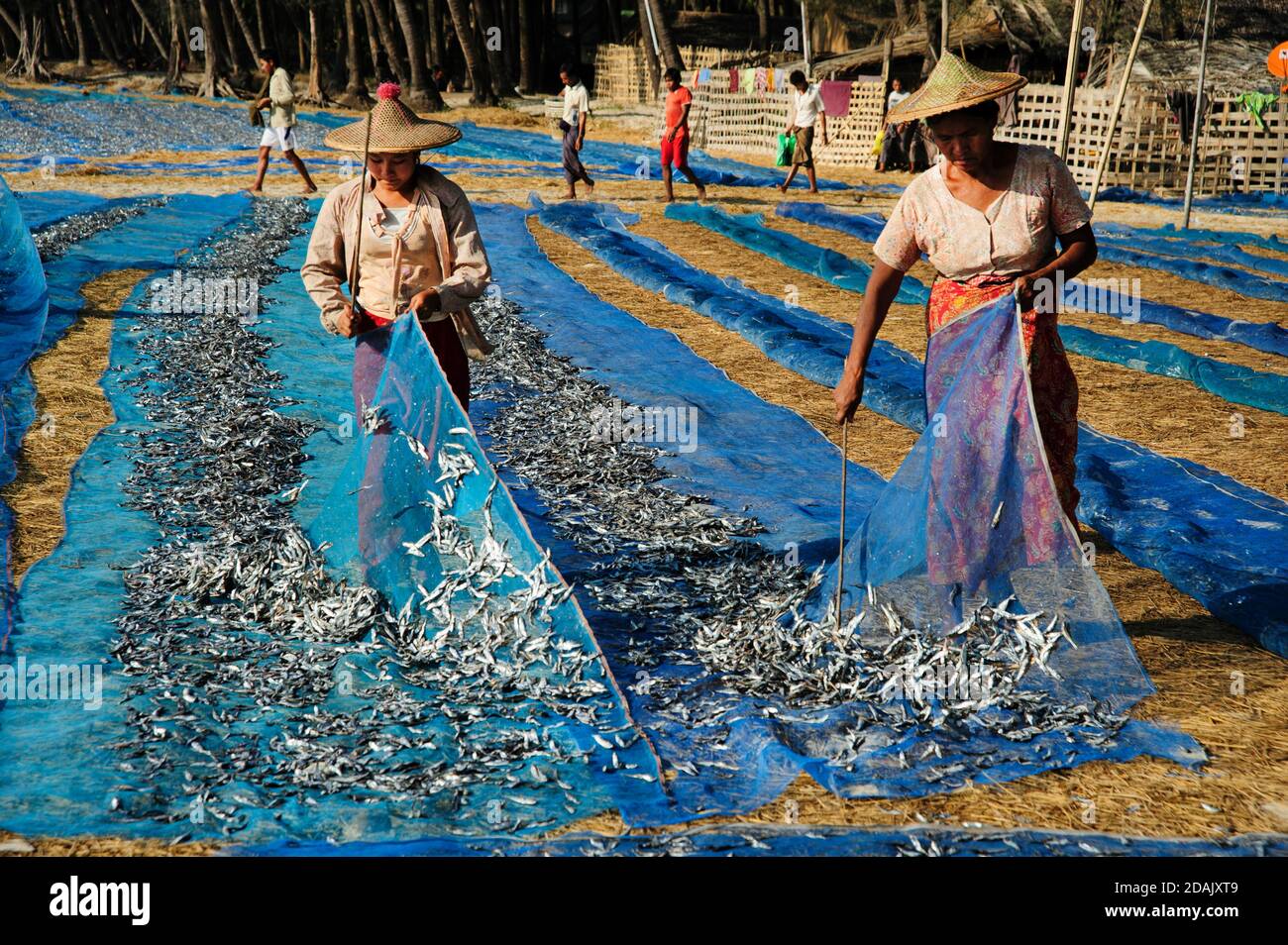 Burmese women working on Ngapali beach sorting the fish from the fishing nets Ngapali beach Myanmar Stock Photo