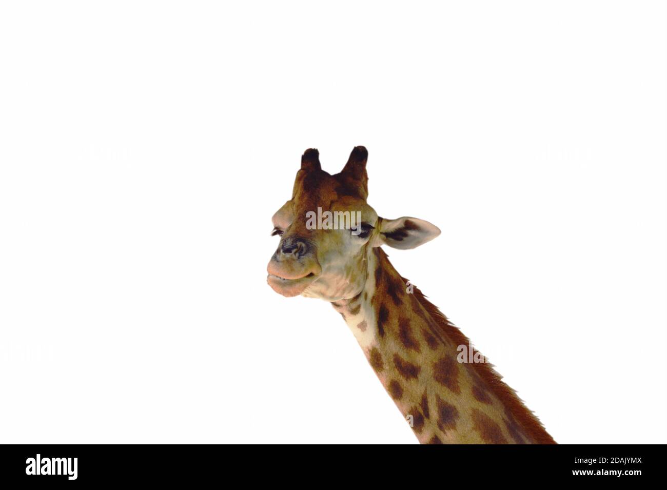  Get On My Level Giraffe T-Shirt Funny Tall Animal